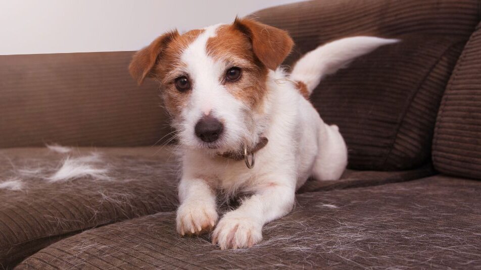 A dog shedding on the couch.