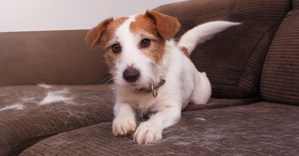 A dog shedding on the couch.