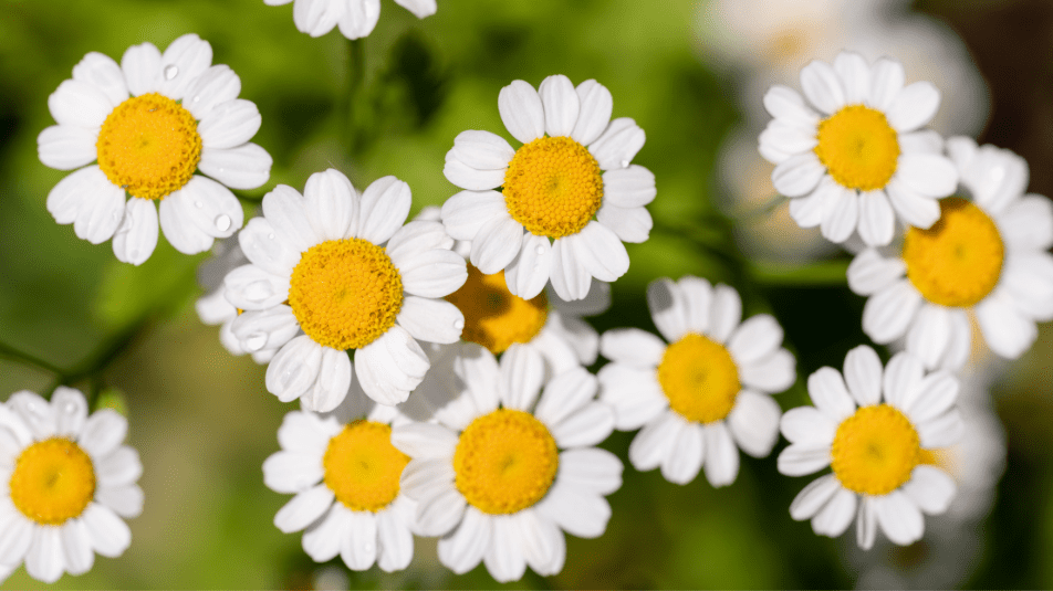 Feverfew plant in flower.