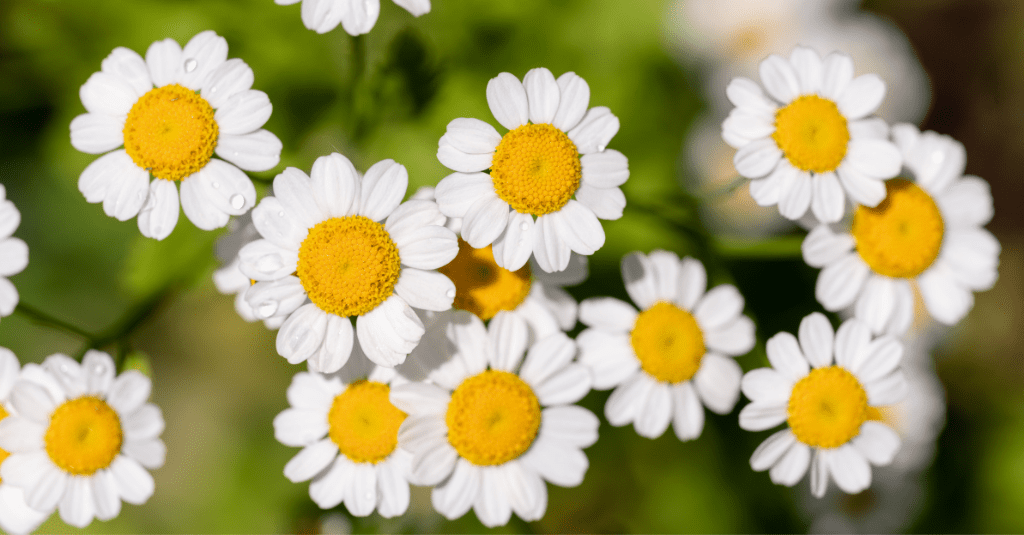 Feverfew plant in flower.