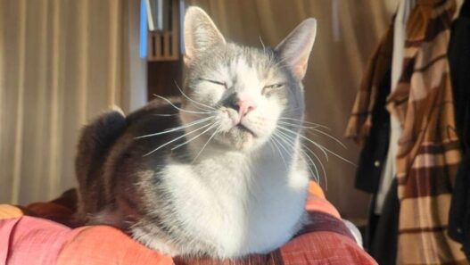 A cat with hemangiosarcoma.