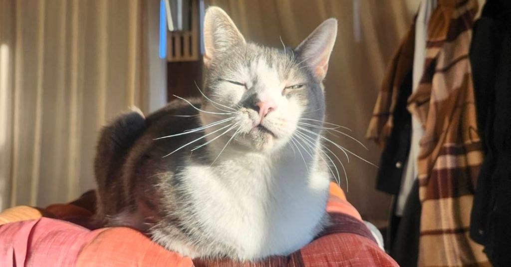 A cat with hemangiosarcoma.