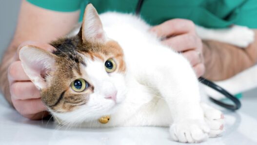 An image of a cat with a vet for a proteinuria blog.