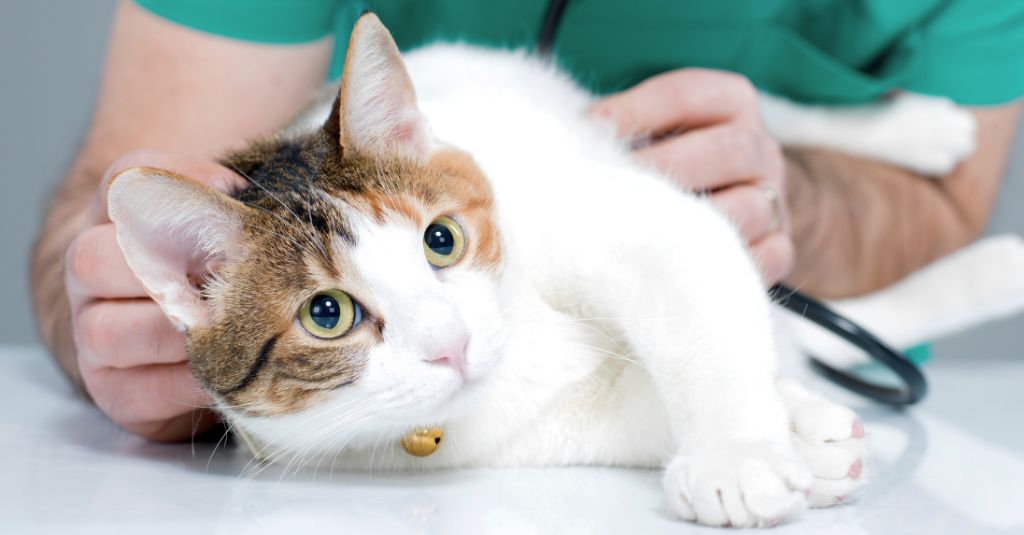 An image of a cat with a vet for a proteinuria blog.