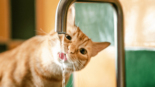 An image of a cat drinking water for a hydration hacks for pets blog.