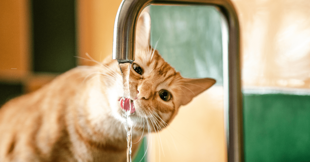 An image of a cat drinking water for a hydration hacks for pets blog.