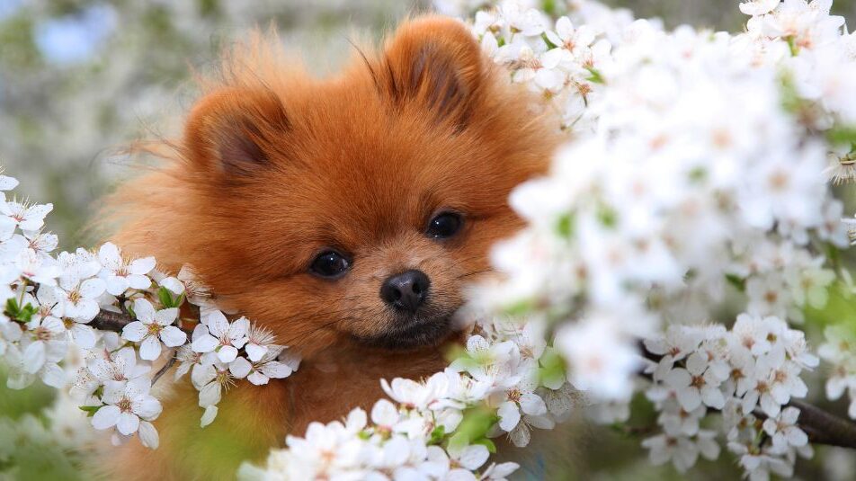 A dog in flowers for NHV's holistic pet wellness blog.