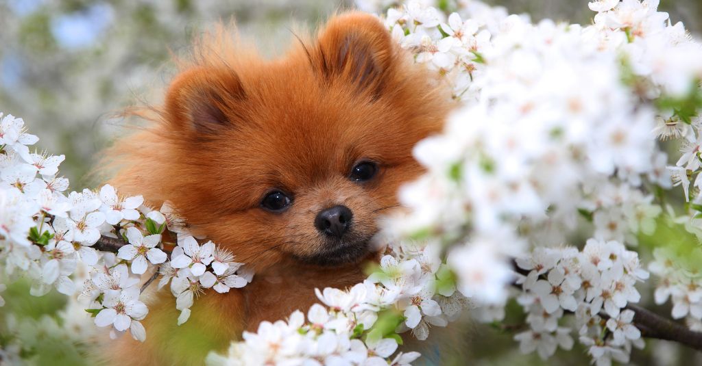A dog in flowers for NHV's holistic pet wellness blog.