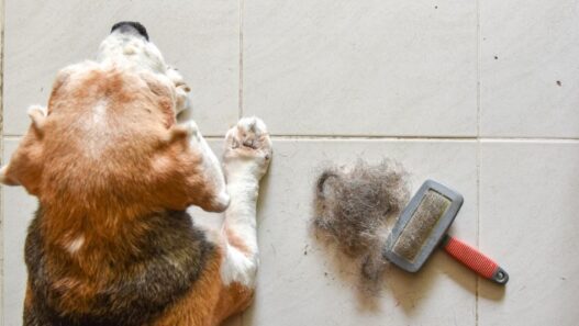 A dog with Cheyletiellosis for the Cheyletiellosis in pets blog by NHV.