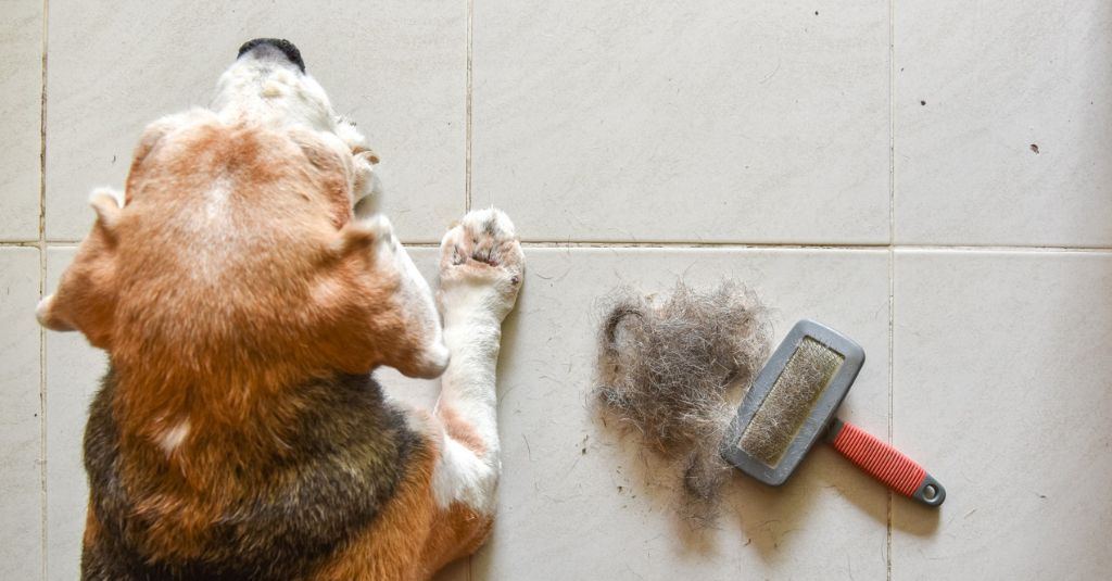 A dog with Cheyletiellosis for the Cheyletiellosis in pets blog by NHV.