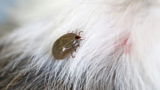 Image of a tick with Ehrlichiosis in pets.