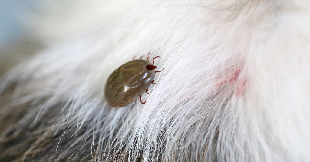 Image of a tick with Ehrlichiosis in pets.
