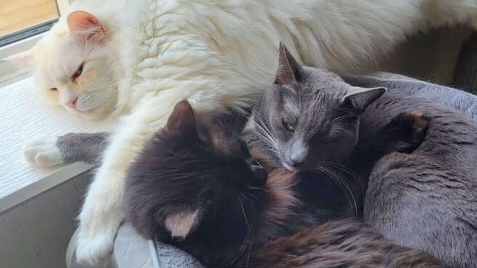 Natural Cat Supplements