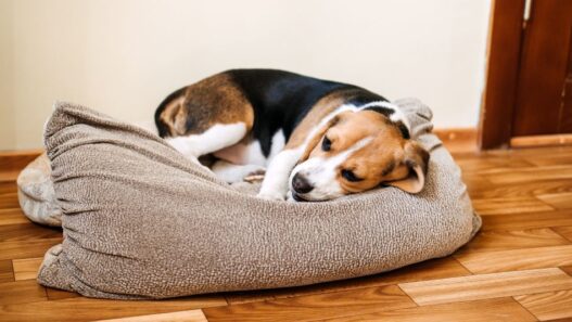 Banner image of a dog laying down looking sick.