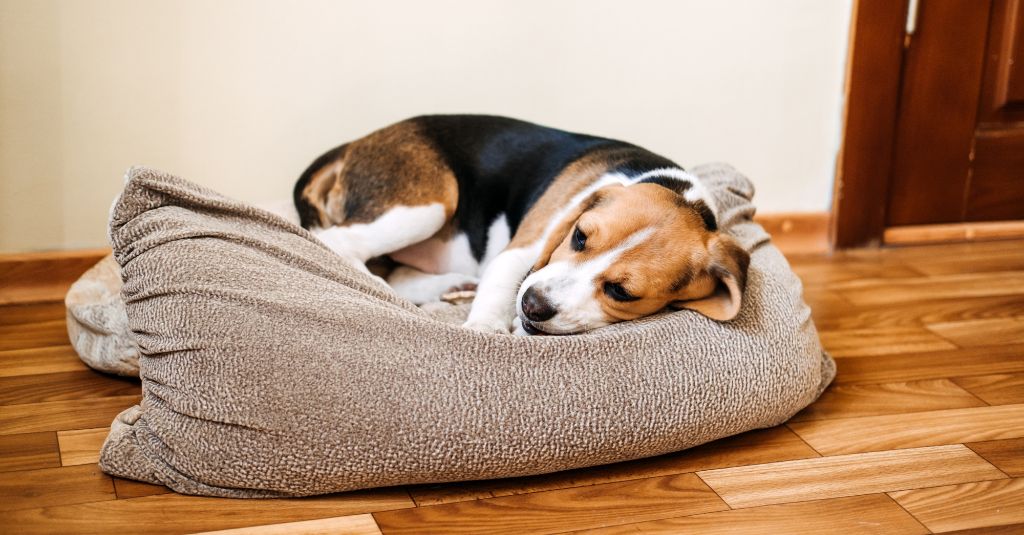 Banner image of a dog laying down looking sick.