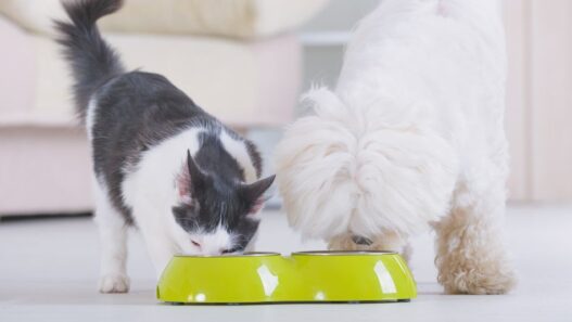 A dog and cat eating together for the banner image of a blog about probiotics and prebiotics for pets.