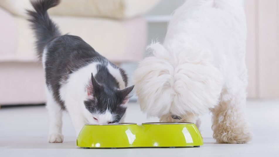 A dog and cat eating together for the banner image of a blog about probiotics and prebiotics for pets.