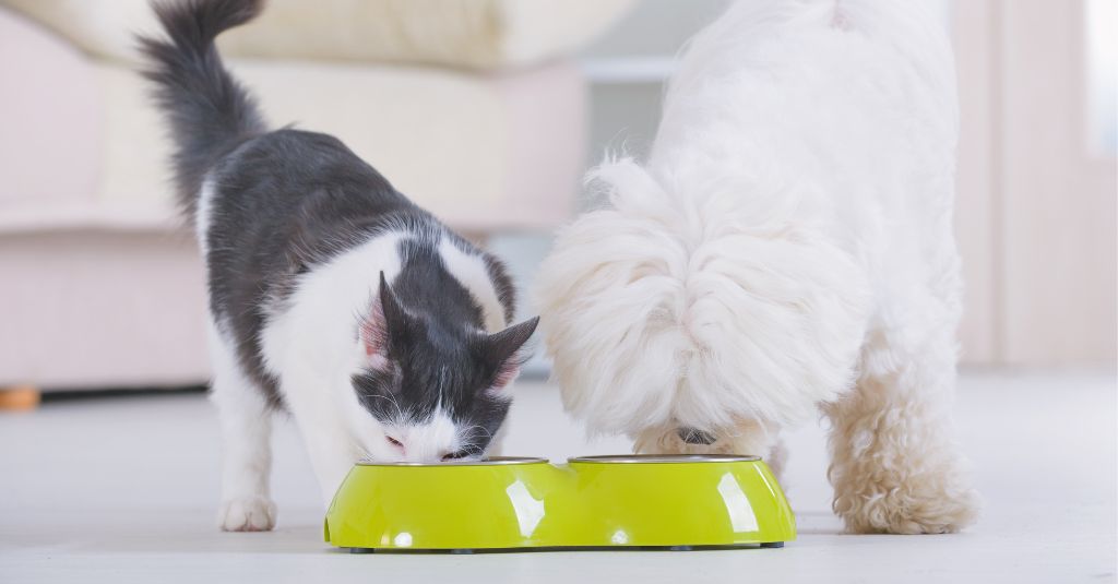 A dog and cat eating together for the banner image of a blog about probiotics and prebiotics for pets.
