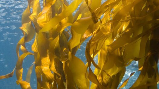 Image of kelp for NHV's "Is Kelp Good for Pets?" blog.