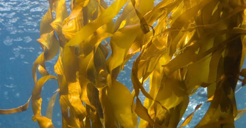 Image of kelp for NHV's "Is Kelp Good for Pets?" blog.