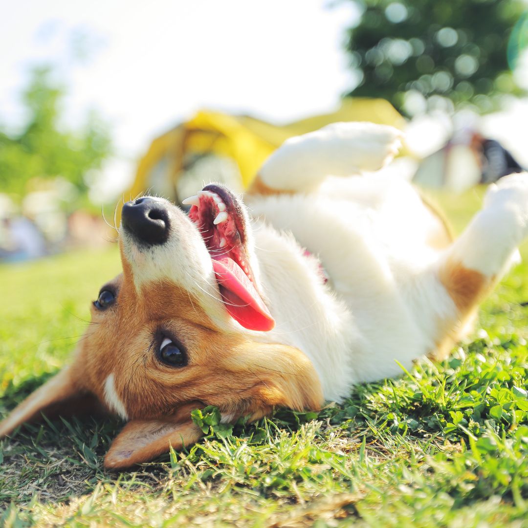 A dog rolling on its back for NHV's dogs with IBD blog. 