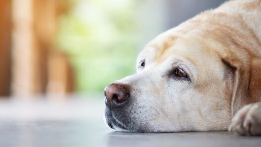 A dog with symptoms of thyroid problems for the NHV pet health blog.