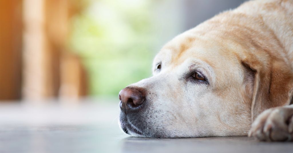 A dog with symptoms of thyroid problems for the NHV pet health blog.