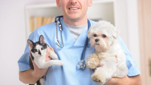 Header image for hyperthyroidism/ hypothyroidism in dogs and cats blog for NHV.