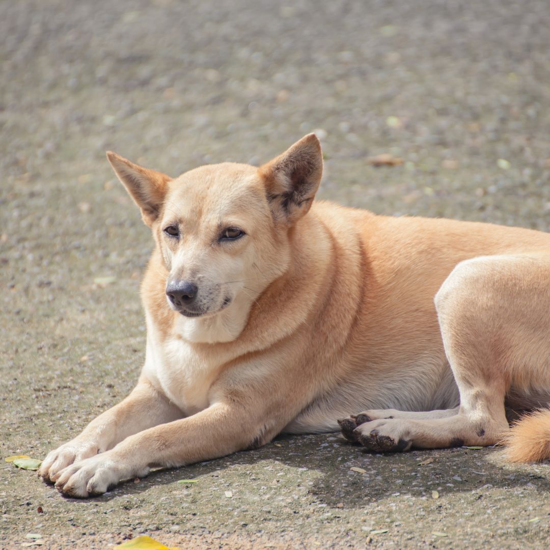 Hypothyroidism in dog; image of a dog for thyroid disorders in dogs and cats blog by NHV.