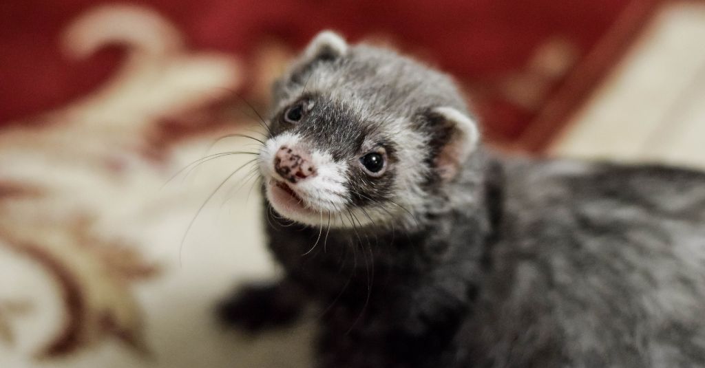 A picture of a ferret on a rug for NHV's insulinoma in ferrets blog.