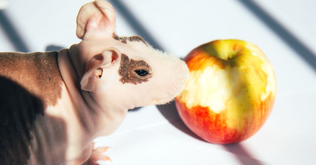 A skinny pig for the alopecia in guinea pigs and small pets blog by NHV.