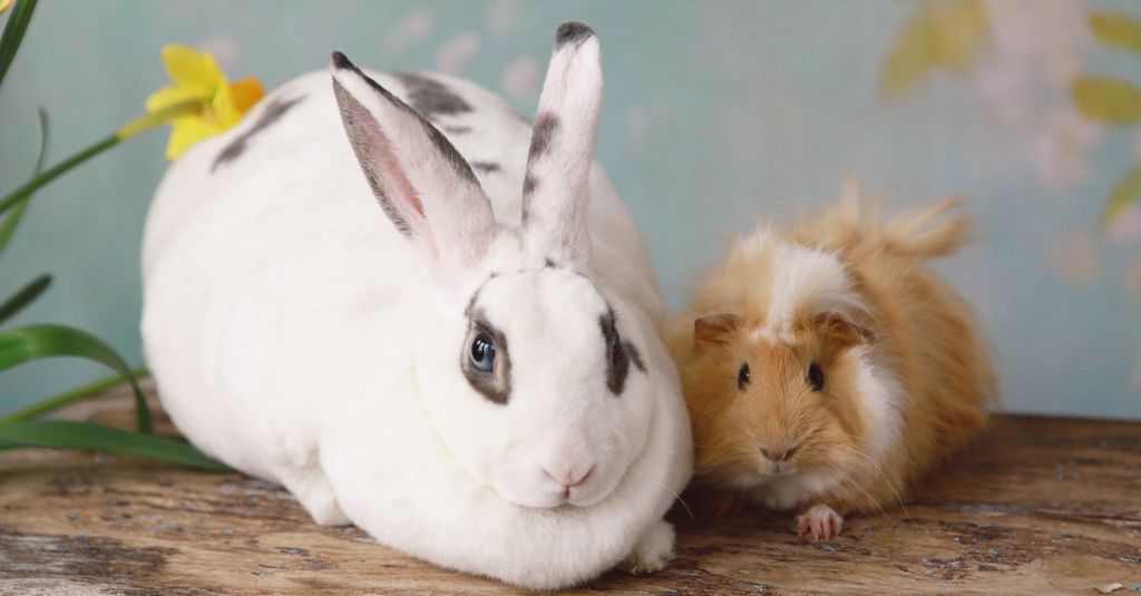 Bunny and guinea pig image for NHV health inspection blog.
