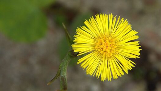 A picture of coltsfoot in bloom for NHV's coltsfoot benefits for pets