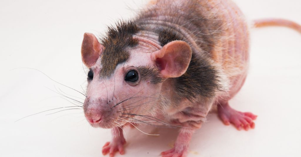 A picture of a rat for NHV's alopecia in guinea pigs and other small pets blog.