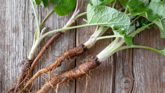 A picture of burdock root for NHV's burdock root for pets blog.