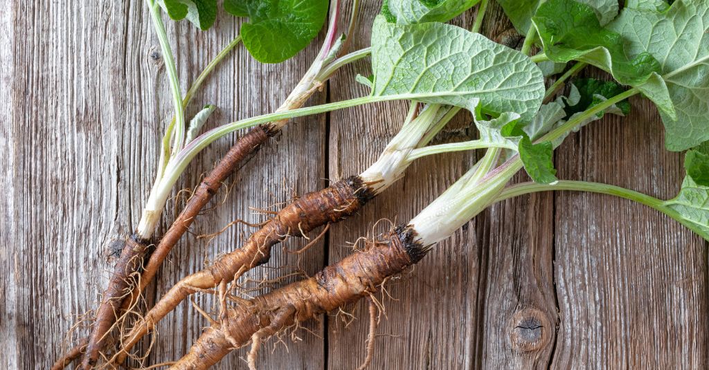 A picture of burdock root for NHV's burdock root for pets blog.