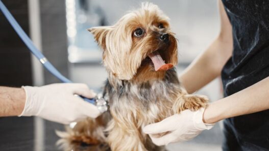 Ards in dogs blog image for NHV's blog about ards in dogs.