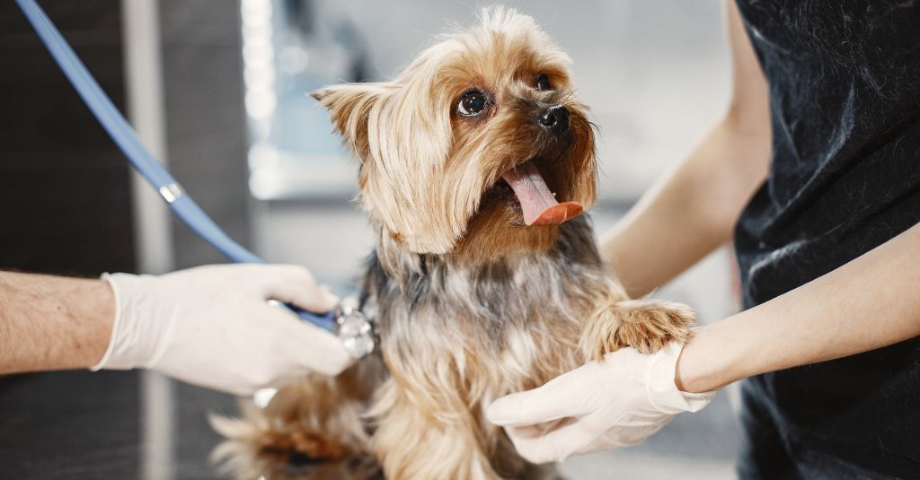 Acute Respiratory Distress Syndrome (ARDS) in Dogs