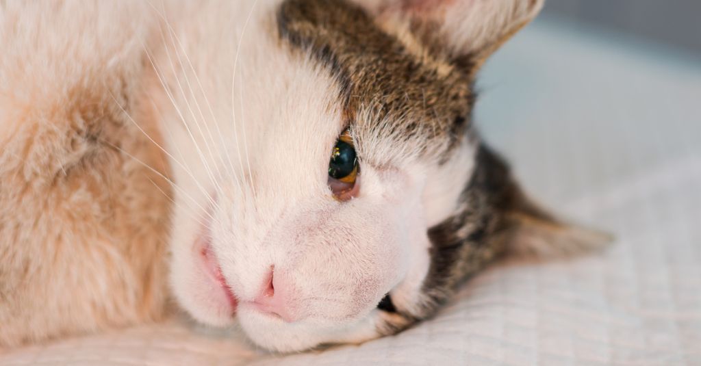 Image of a cat with a nasal tumor.