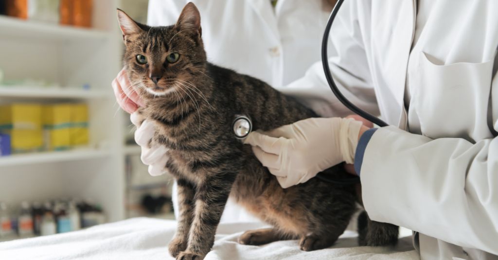 Hepatic Lipidosis in Cats