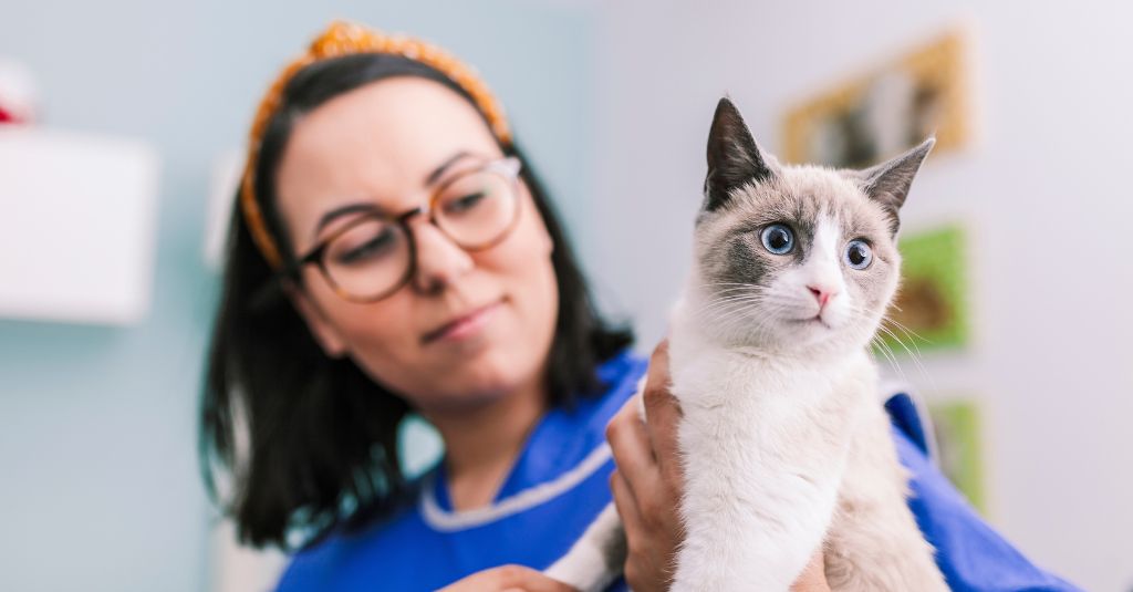 Scurf in Cats: Causes, Symptoms, and How to Help