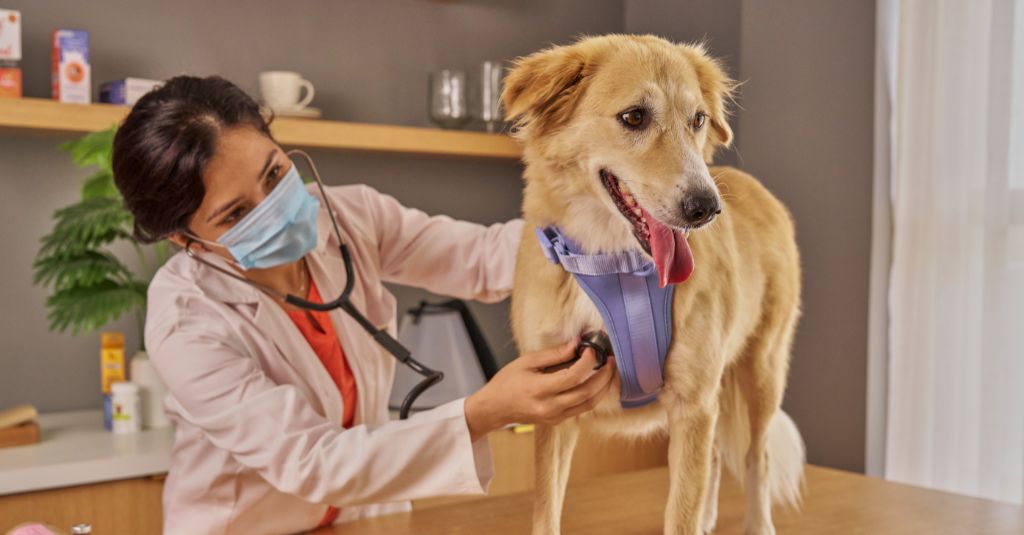 Heart Murmur in Dogs