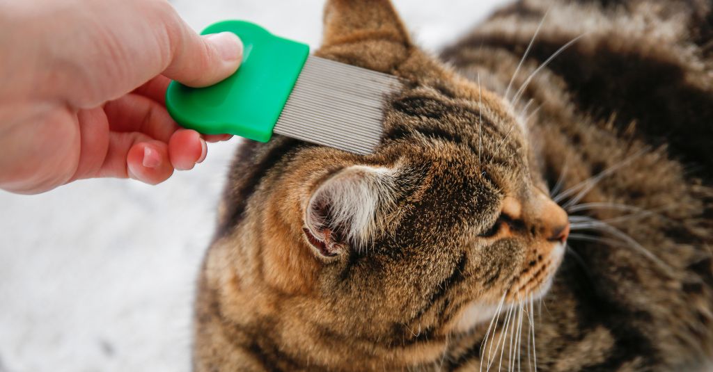 Image showcasing Dog Flea Allergy Dermatitis Tail Base Hair Loss