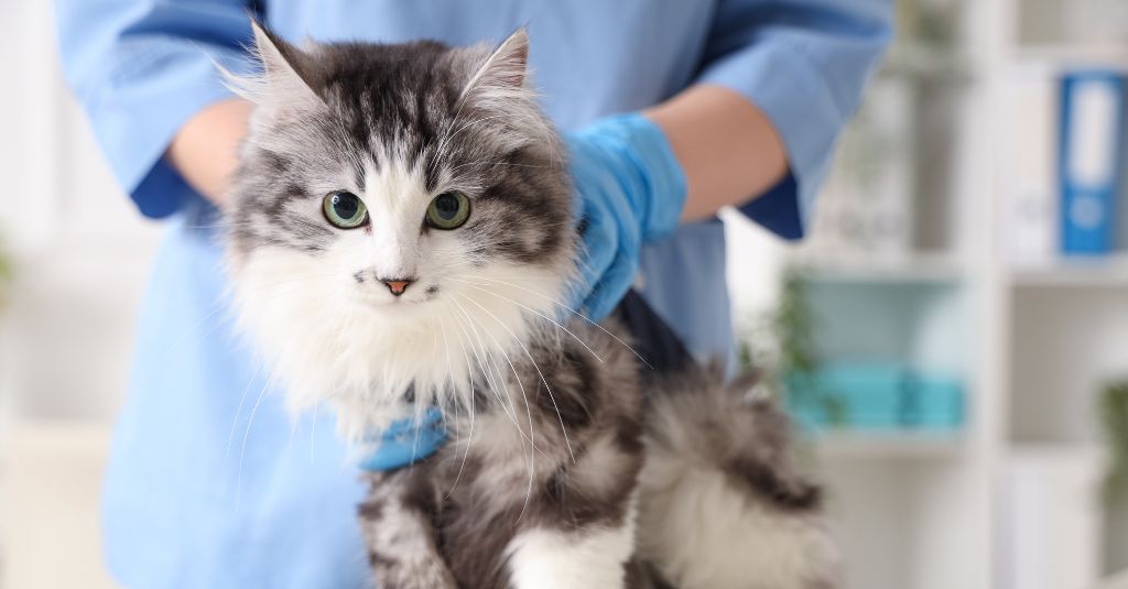 Chronic Kidney Disease in Cats