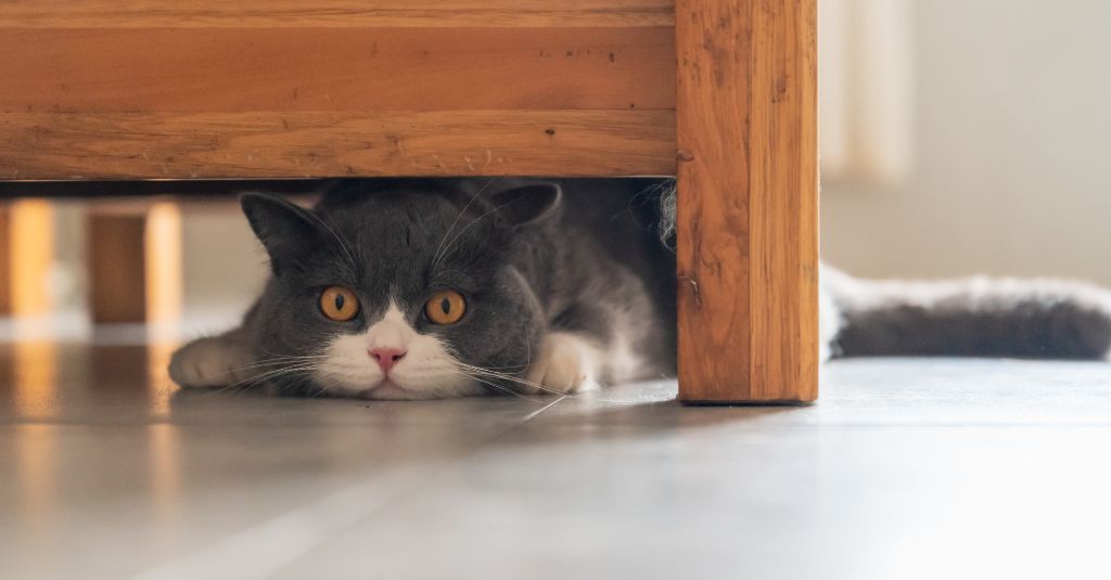 Anxiety in Cats: Signs, Causes, and Natural Ways to Help Your Cat Feel Safe