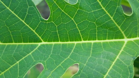 Image of a papaya leaf for pets, close up.