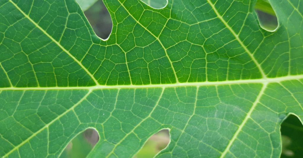 Image of a papaya leaf for pets, close up.