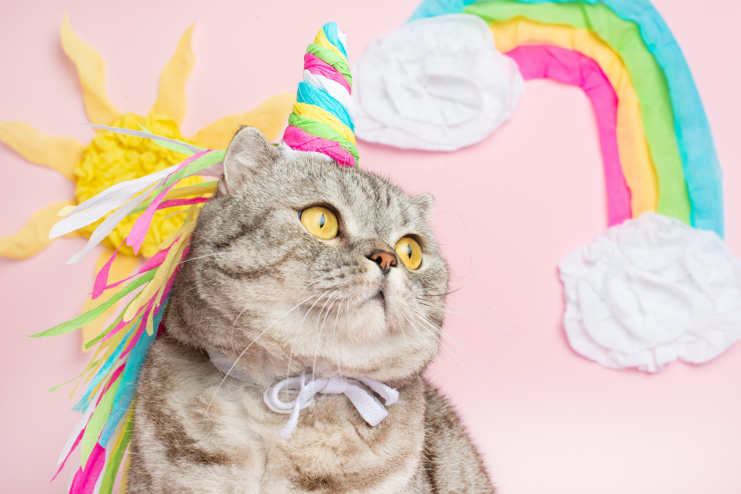 Party cat wearing a rainbow unicorn hat