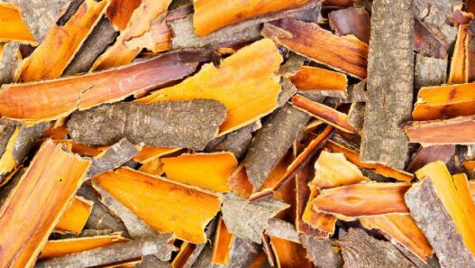 An image of the buckthorn bark for pets blog by NHV.